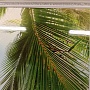 Потолочная панель ПВХ Панда Небо Пальмы (рисунок 1)